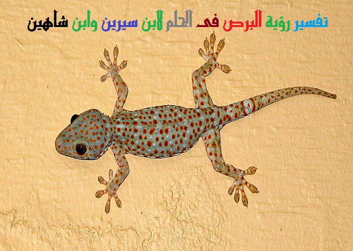 البرص في المنام المجذوم والأبرص في المنام البرص الجذاب الجدري في المنام